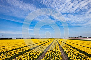 Yellow tulip field with old windmill on the horizon