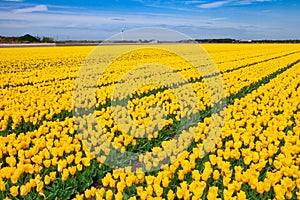 Yellow tulip fields with a modern windmill