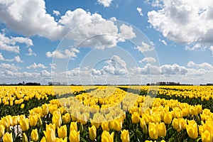 Yellow tulip fields under a blue clouded sky