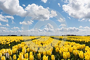 Yellow tulip fields under a blue clouded sky photo