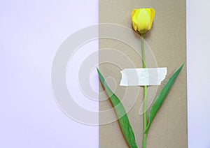 The yellow tulip is fixed on craft cardboard.