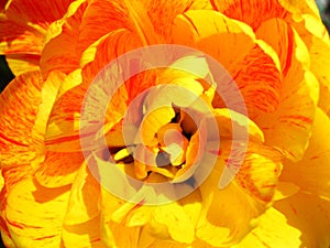 Yellow tulip flower