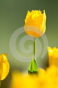 Yellow tulip flower