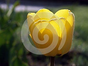 Yellow tulip flower