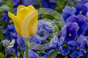 Yellow tulip flower  against blue  background