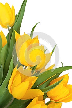 Yellow Tulip Flower Beauty