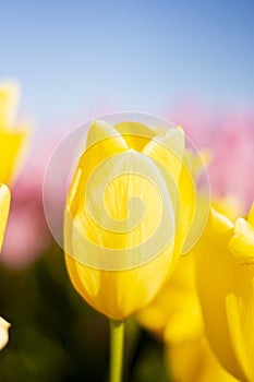 Yellow Tulip Flower with blurred background blue pink green vertical