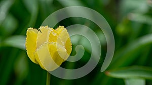 Yellow tulip flower on blurred green background