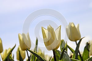 Yellow tulip on flower bulb fields at Stad aan `t Haringvliet on island Flakkee