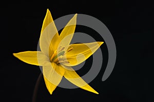 Yellow tulip flower