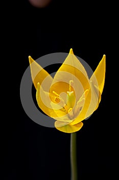 Yellow tulip flower