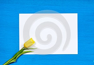 Yellow tulip flower on empty white paper
