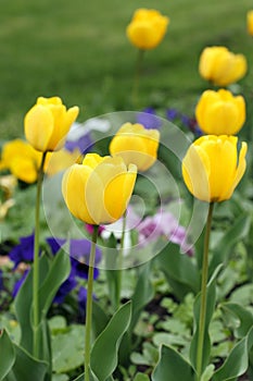 Yellow tulip flower garden