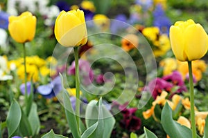 Yellow tulip flower garden