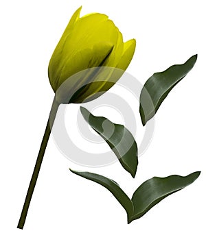 Yellow tulip flower and green leafs on a white isolated background with clipping path. Closeup. no shadows. For design. Side