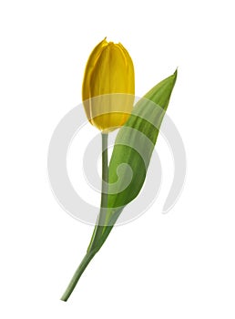 Yellow tulip flower isolated without shadow clipping path