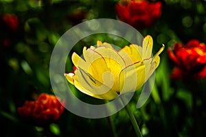 Yellow tulip flower low key