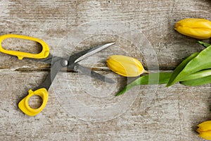 Yellow tulip flower and opened scissors on wood