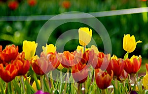 Yellow tulip flower in orange tulip field