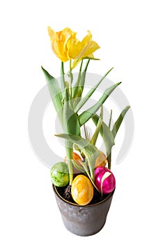 Yellow Tulip in a flower pot with Easter eggs and white background