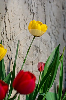 A Yellow Tulip Flower With Red Tulip Flowers Around It