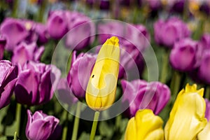 Yellow Tulip Flower with small bug fly on it and blurred purple and yellow and green background