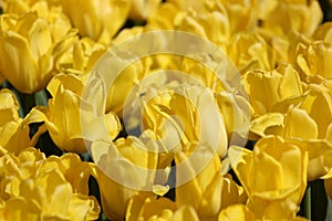 Yellow tulip flower in spring