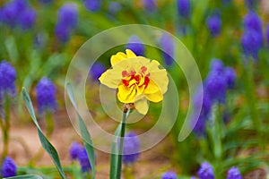 Yellow tulip flower in spring