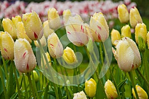 Yellow Tulip Flowers