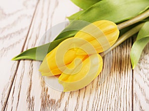 Yellow Tulip Flowers