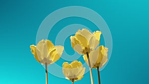 Yellow tulip flowers against a blue sky on a sunny day in spring season