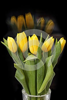 Yellow tulip flowers on black background