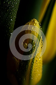 Yellow tulip flowers in bloom with water drops close up still on a black background on a funeral flower decoration