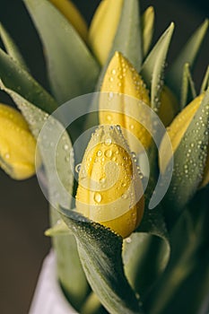 Yellow tulip flowers in bloom with water drops close up still on a black background on a funeral flower decoration