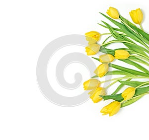 Yellow tulip flowers bouquet white background Floral border