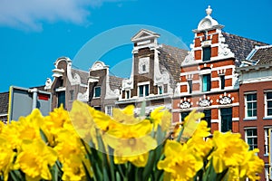 Yellow tulip flowers and Dutch houses on background, Amsterdam, Netherlands