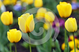 Yellow tulip flowers garden