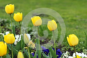 Yellow tulip flowers garden