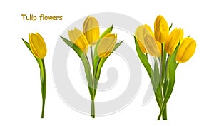 Yellow tulip flowers isolated white background without shadow