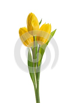 Yellow tulip flowers isolated white background without shadow