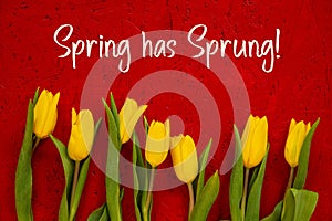 Yellow Tulip Flowers, Red Background, Text Spring Has Sprung