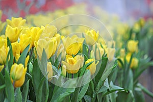 Yellow tulip flowers with water drops in garden background