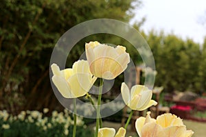 Yellow tulip