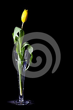 Yellow tulip in glass vase