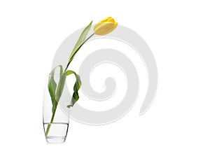 Yellow tulip in glass vase