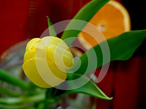 Yellow Tulip in a glass vase