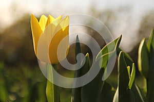 A yellow tulip with green leaves closeup and a white background