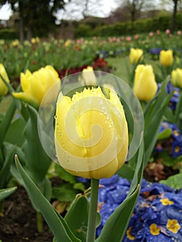 Yellow tulip at Guildford garden