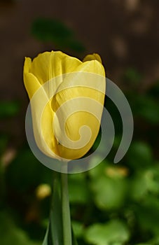 Yellow tulip illuminated by soft sunlight at sunset