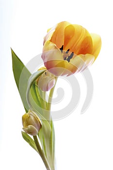 Yellow tulip isoated on white.